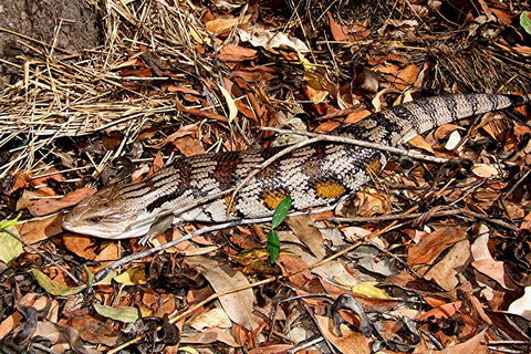 Hartley's Crocodile Adventures General Entry Ticket - Tourism Cairns 5