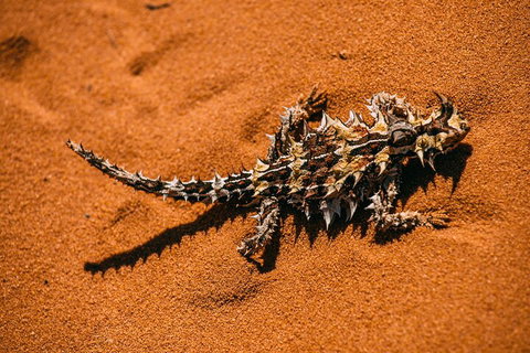 Pinnacles Sunset Dinner And Stargazing Experience A Small Group Tour - Tourism Cairns 5