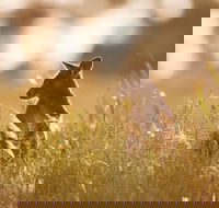 Sunset Blue Mountains Wilderness  Wildlife Tour without the crowds