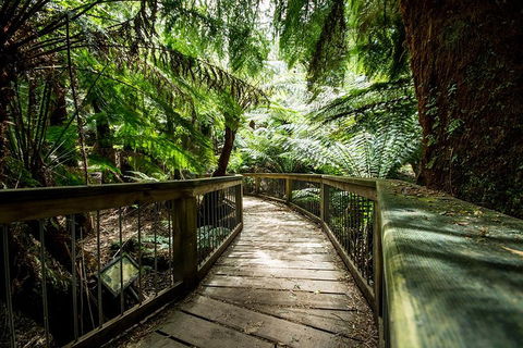 12 Apostles Eco-Friendly Great Ocean Road Iconic Adventure From Melbourne - Tourism Cairns 0