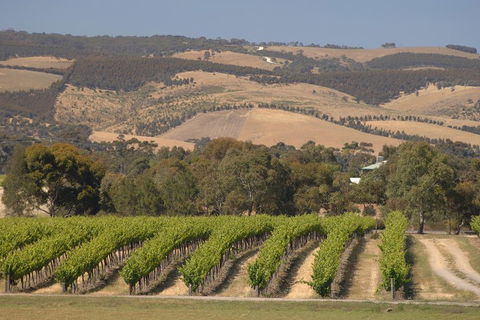 McLaren Vale And Glenelg Wine Tasting And Sightseeing (Half-day Afternoon) - Tourism Cairns 2