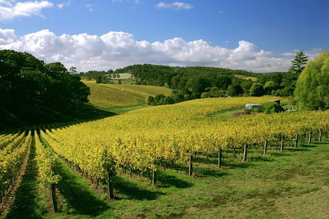 McLaren Vale And Glenelg Wine Tasting And Sightseeing (Half-day Afternoon) - Tourism Cairns 4