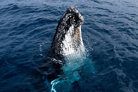 Phillip Island Whale Watching Tour - Tourism Cairns 0