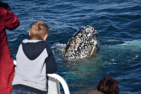 Phillip Island Whale Watching Tour - Tourism Cairns 2
