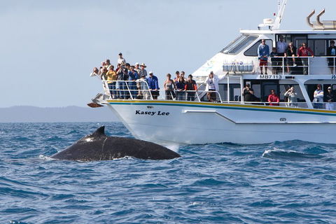 Phillip Island Whale Watching Tour - Tourism Cairns 4