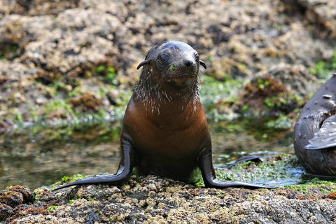 Phillip Island Seal-Watching Cruise - Tourism Cairns 0