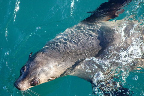 Phillip Island Seal-Watching Cruise - Tourism Cairns 3