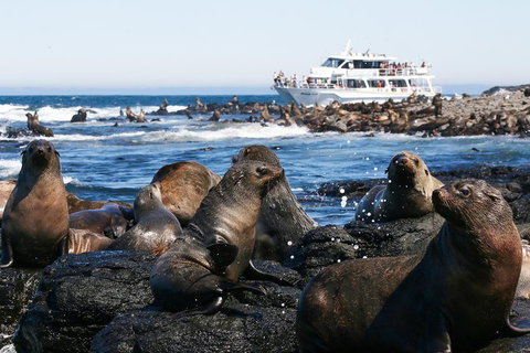 Phillip Island Seal-Watching Cruise - Tourism Cairns 5