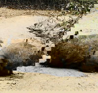 Phillip Island Penguin Parade Brighton Bathing Boxes and Wildlife Park Tour - Tourism Cairns