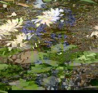 Yellow Water Cruise - Kakadu - Tourism Cairns