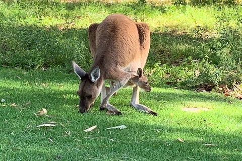 Pinnacles Day Trip From Perth Including Yanchep National Park - Tourism Cairns 4