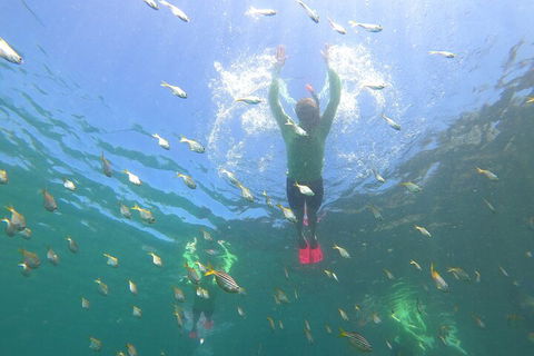 Manly Snorkel Trip And Nature Walk With Local Guide - Tourism Cairns 0