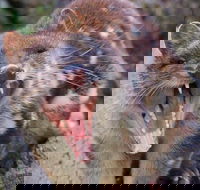 After Dark Tasmanian Devil Feeding Tour at Cradle Mountain - Tourism Cairns