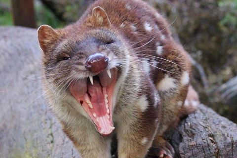 After Dark Tasmanian Devil Feeding Tour At Cradle Mountain - Tourism Cairns 0