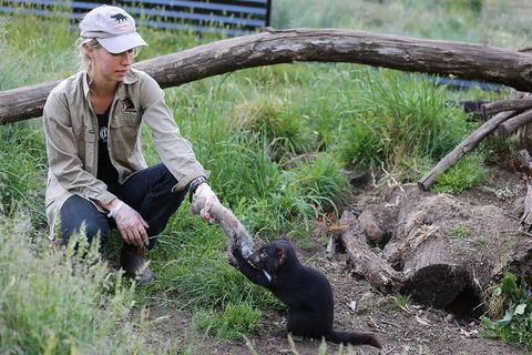 After Dark Tasmanian Devil Feeding Tour At Cradle Mountain - Tourism Cairns 1