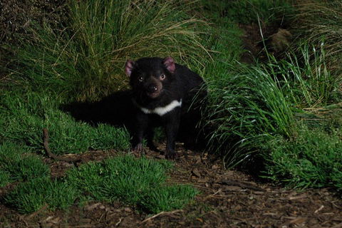 After Dark Tasmanian Devil Feeding Tour At Cradle Mountain - Tourism Cairns 4