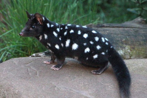 After Dark Tasmanian Devil Feeding Tour At Cradle Mountain - Tourism Cairns 5