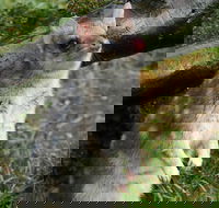 1-Hour Tasmanian Devil Feeding Day Tour at Cradle Mountain - Tourism Cairns