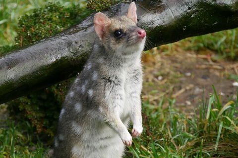 1-Hour Tasmanian Devil Feeding Day Tour At Cradle Mountain - Tourism Cairns 0