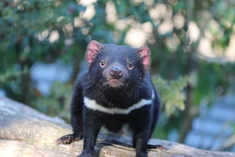 1-Hour Tasmanian Devil Feeding Day Tour At Cradle Mountain - Tourism Cairns 1