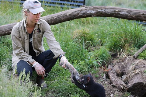 1-Hour Tasmanian Devil Feeding Day Tour At Cradle Mountain - Tourism Cairns 2