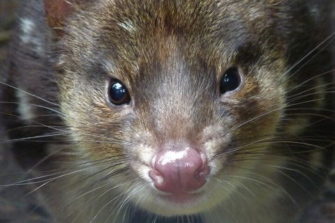 1-Hour Tasmanian Devil Feeding Day Tour At Cradle Mountain - Tourism Cairns 3