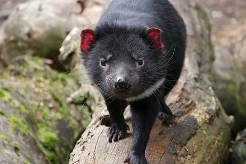 1-Hour Tasmanian Devil Feeding Day Tour At Cradle Mountain - Tourism Cairns 4