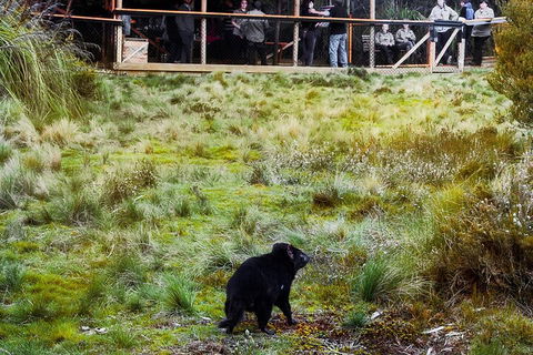 1-Hour Tasmanian Devil Feeding Day Tour At Cradle Mountain - Tourism Cairns 5