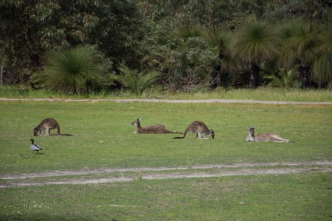Yanchep & Lancelin - Wildlife, Cave And Sands - Tourism Cairns 0