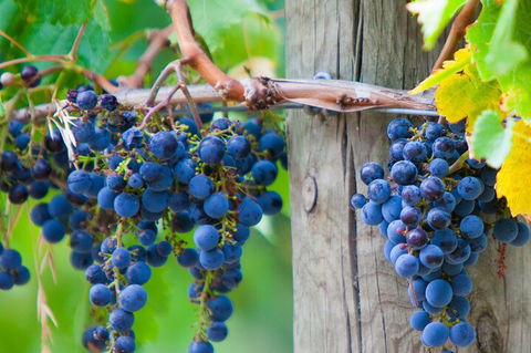 Yarra Valley, Dandenong Ranges Inc. Lunch With Wine,plus Morning Tea,chocolate - Tourism Cairns 0