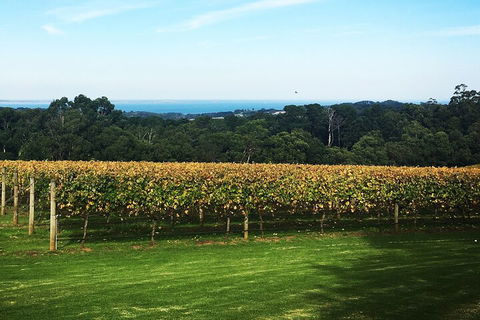Yarra Valley Wine Tour Inc Lunch With A Glass Of Wine, Tastings And Chocolate - Tourism Cairns 2