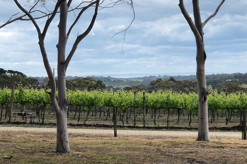 Yarra Valley Wine Tour Inc Lunch With A Glass Of Wine, Tastings And Chocolate - Tourism Cairns 3
