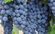 Barossa Valley Cellar Doors Luxury Wine Tour - thumb 4