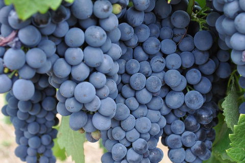 Barossa Valley Cellar Doors Luxury Wine Tour - Tourism Cairns 4