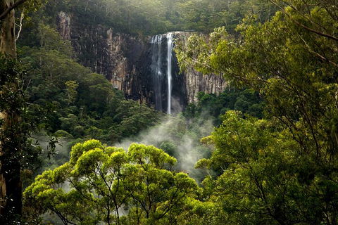 Hinterland Magic & Glow-worm Experience - Tourism Cairns 4