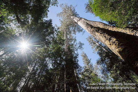 Mt Field And Styx Valley Photography Tour - Tourism Cairns 1