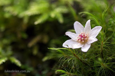 Mt Field And Styx Valley Photography Tour - Tourism Cairns 5