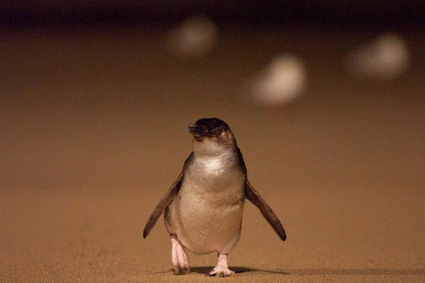 Phillip Island Medium Size Group Tour - Tourism Cairns 4