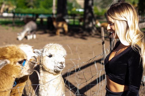 O'Reilly's & Lamington National Park Incl. Alpaca Farm + Vineyard - Tourism Cairns 3