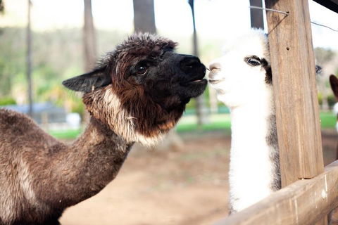 O'Reilly's & Lamington National Park Incl. Alpaca Farm + Vineyard - Tourism Cairns 4