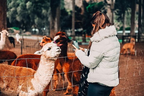 O'Reilly's & Lamington National Park Incl. Alpaca Farm + Vineyard - Tourism Cairns 5