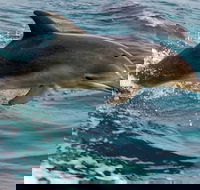 1.5HR Mudjimba Island Wildlife Safari - Tourism Cairns