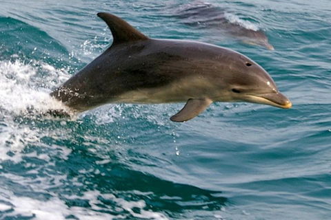 1.5HR Mudjimba Island Wildlife Safari - Tourism Cairns 0