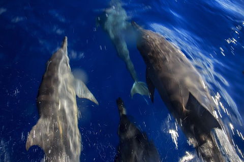 1.5HR Mudjimba Island Wildlife Safari - Tourism Cairns 3