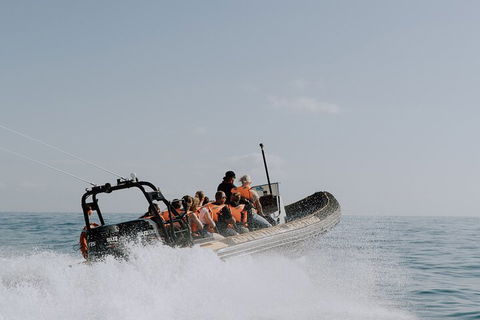Adventure Whale Watching Tour Mooloolaba - Tourism Cairns 0