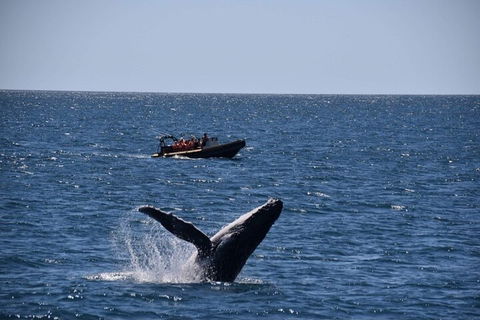 Adventure Whale Watching Tour Mooloolaba - Tourism Cairns 1