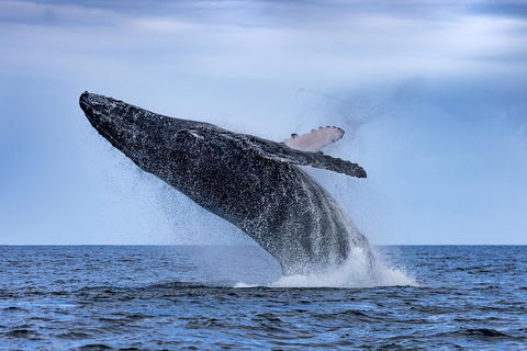 Adventure Whale Watching Tour Mooloolaba - Tourism Cairns 2