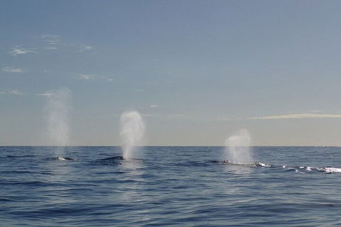 Adventure Whale Watching Tour Mooloolaba - Tourism Cairns 3