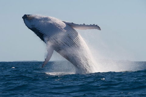 Adventure Whale Watching Tour Mooloolaba - Tourism Cairns 5
