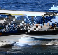 Mooloolaba Whale Watching Tour - Tourism Cairns
